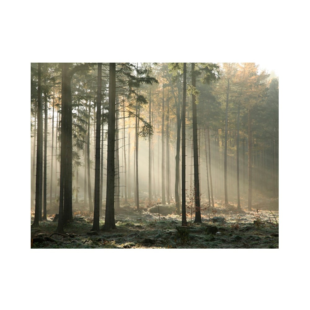 Veľkoformátová tapeta Artgeist Foggy November Morning 400 x 309 cm