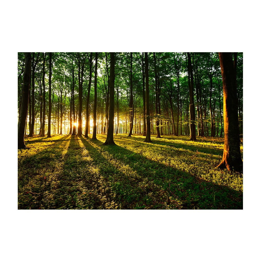 Veľkoformátová tapeta Artgeist Spring Morning in the Forest 200 x 140 cm